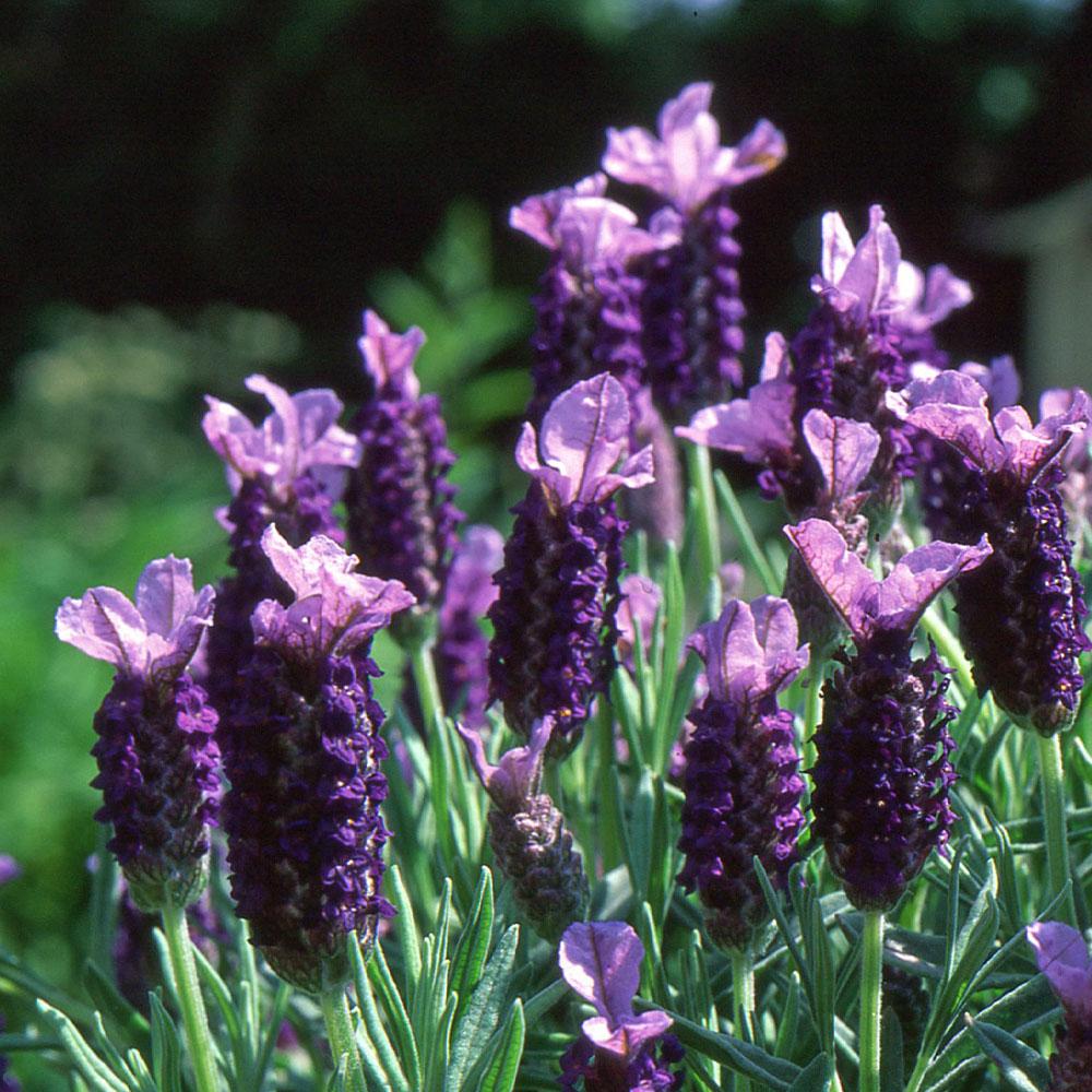 Lavandula stoechas