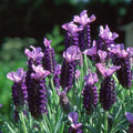Lavandula stoechas