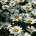 Leucanthemum x superbemum 