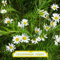 Leucanthemum vulgare