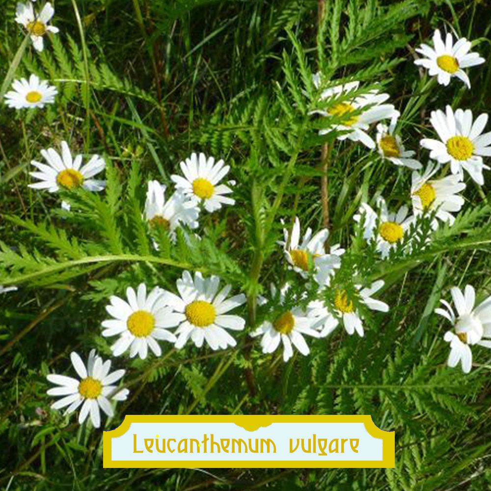 Leucanthemum vulgare