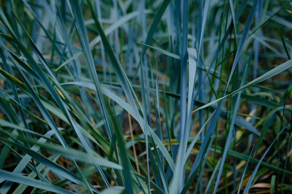 Leymus arenarius