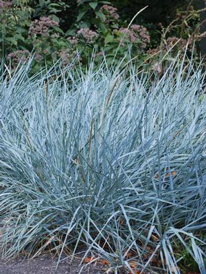 Leymus arenarius