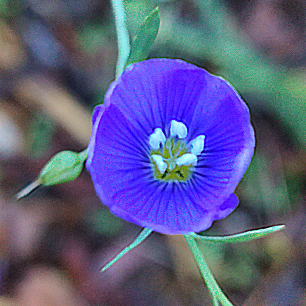 Linum perenne