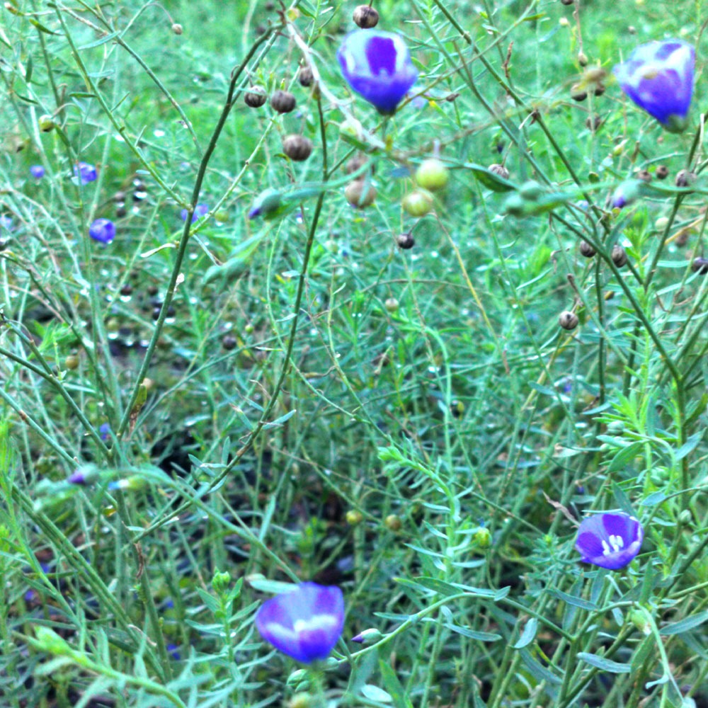 Linum perenne 