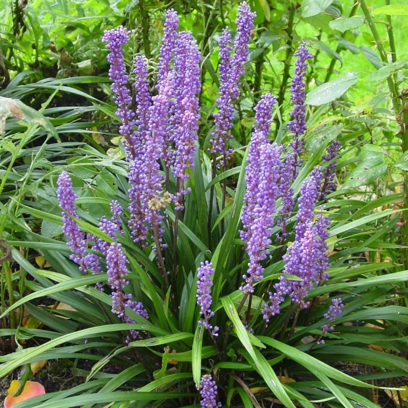 Liriope muscari 'Big Blue'