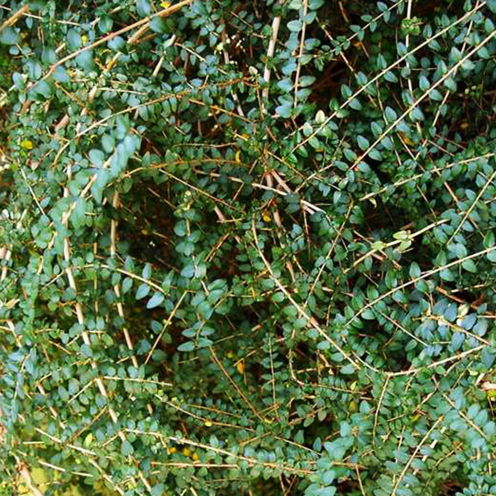 Lonicera ligustrina subsp. Yunnanensis 
