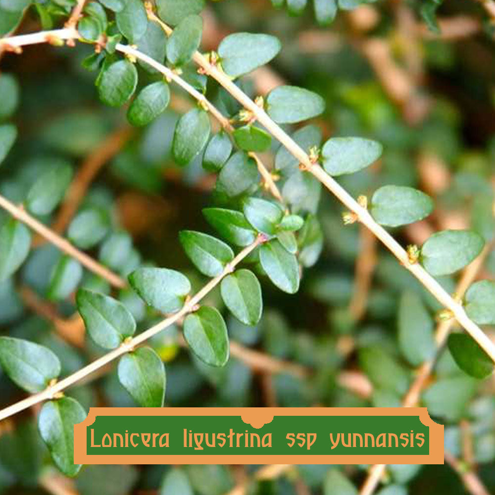 Lonicera ligustrina subsp. Yunnanensis 