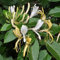 Lonicera japonica - chevrefeuile grimpant