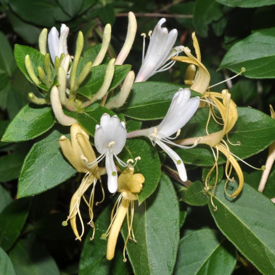 Lonicera japonica - chevrefeuile grimpant