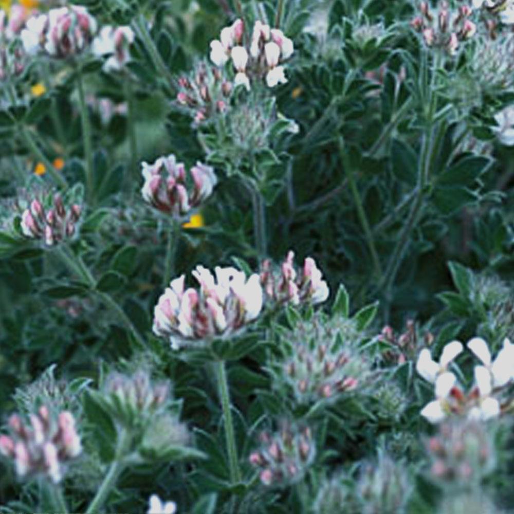 Lotus hirsutus / Dorycnium hirsutum