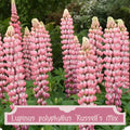 Mélange d'hybrides de lupin Russell 