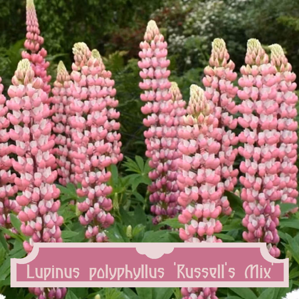 Mélange d'hybrides de lupin Russell 