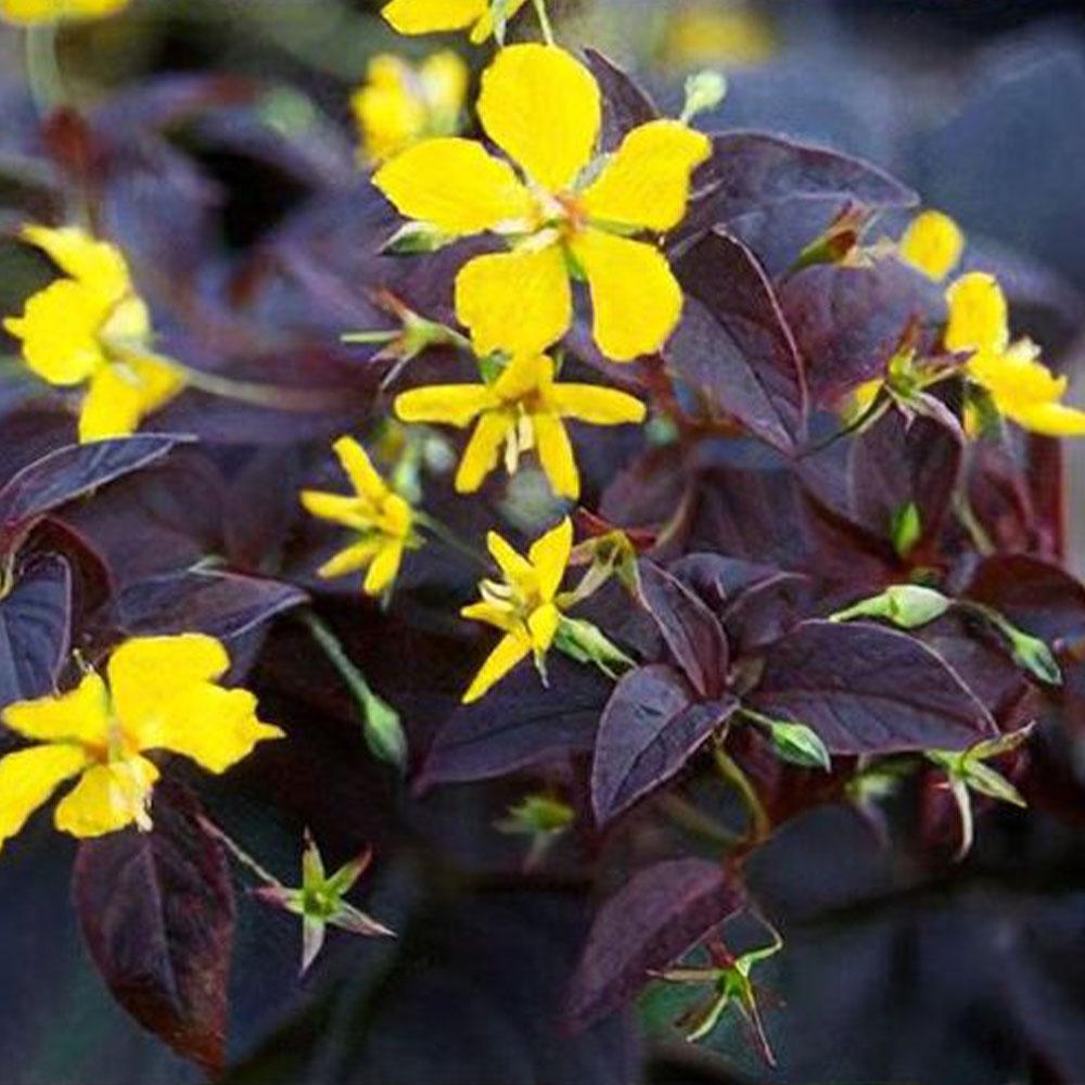Lysimachia ciliata 'Firecracker'