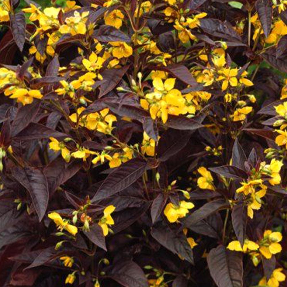 Lysimachia ciliata 'Firecracker' 