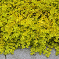 Lysimachia nummularia Goldilocks