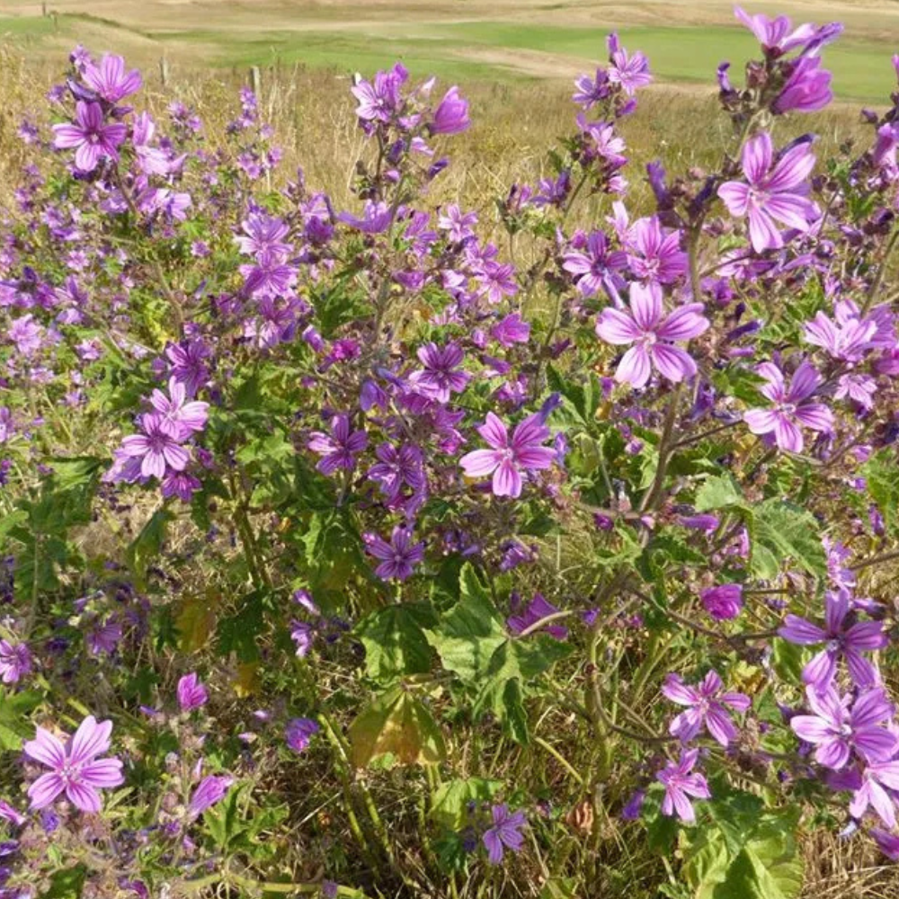 Mauve sylvestre