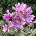 Mauve sylvestre