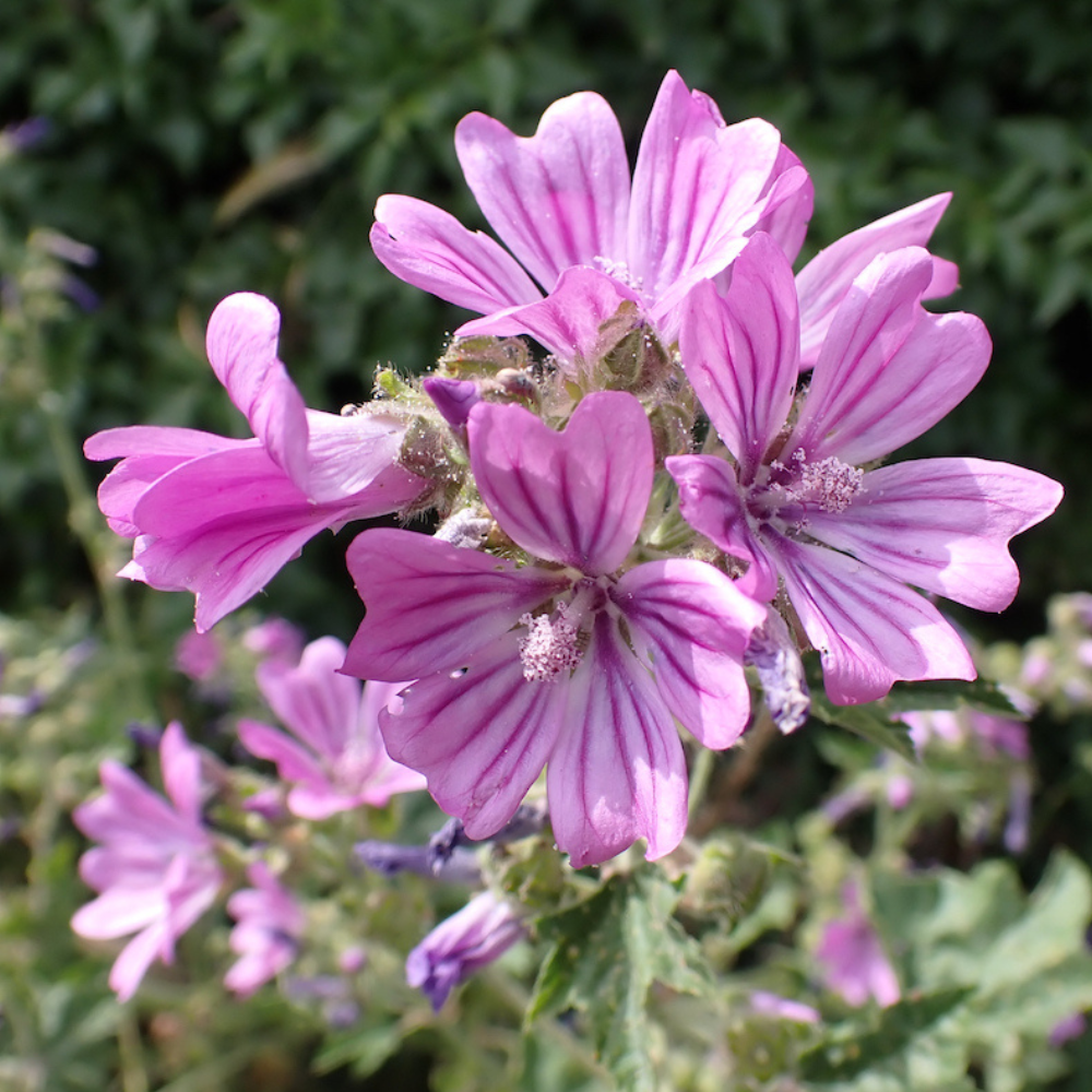 Mauve sylvestre