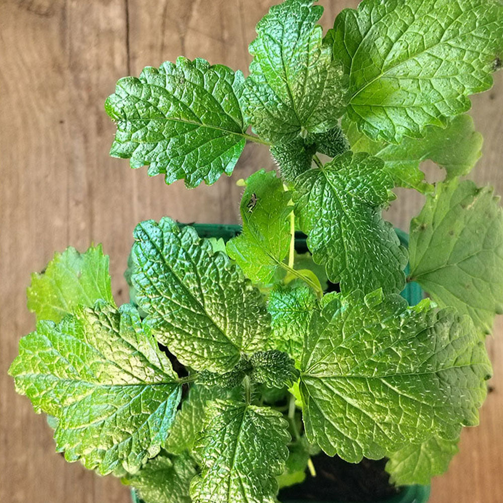 Melissa officinalis