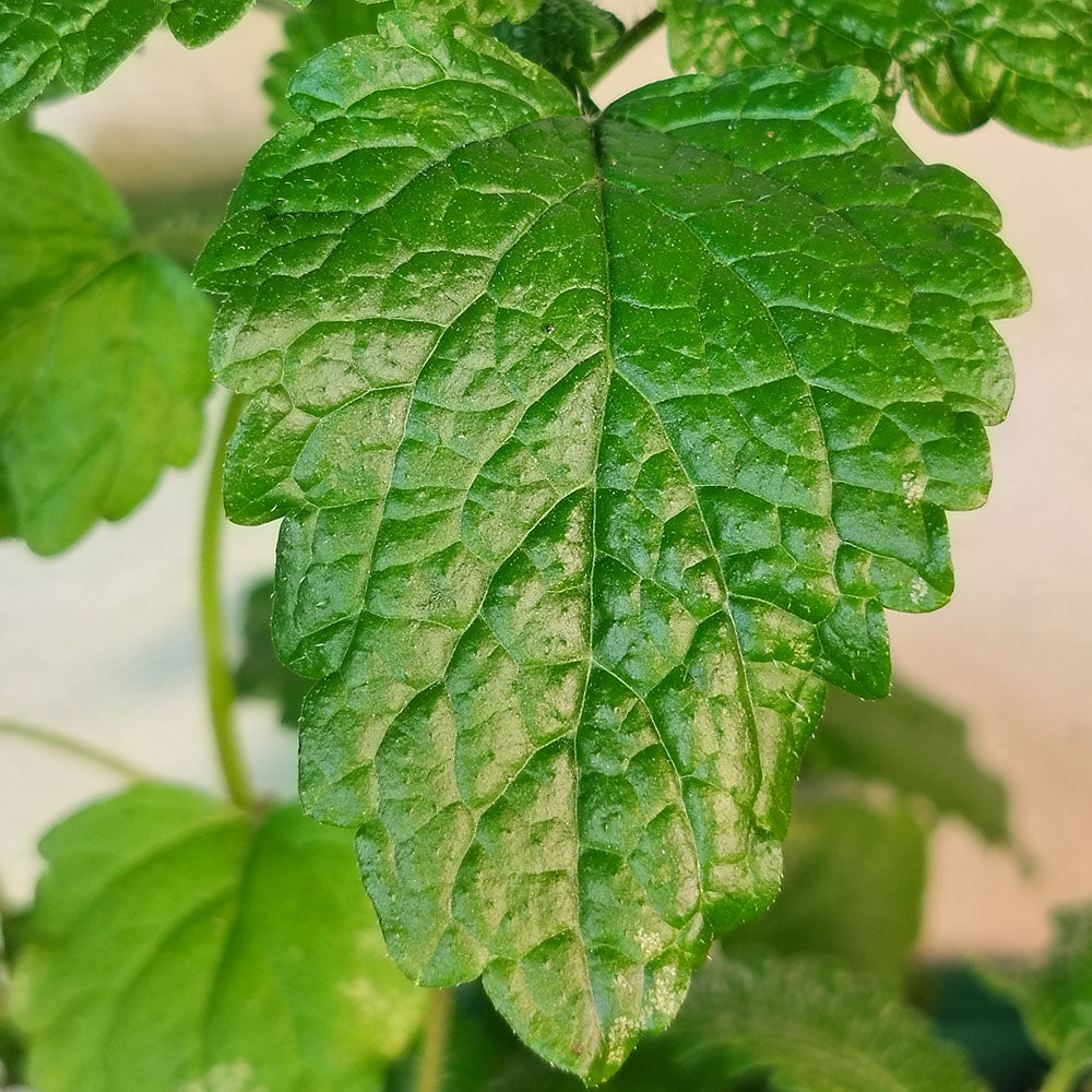Melissa officinalis