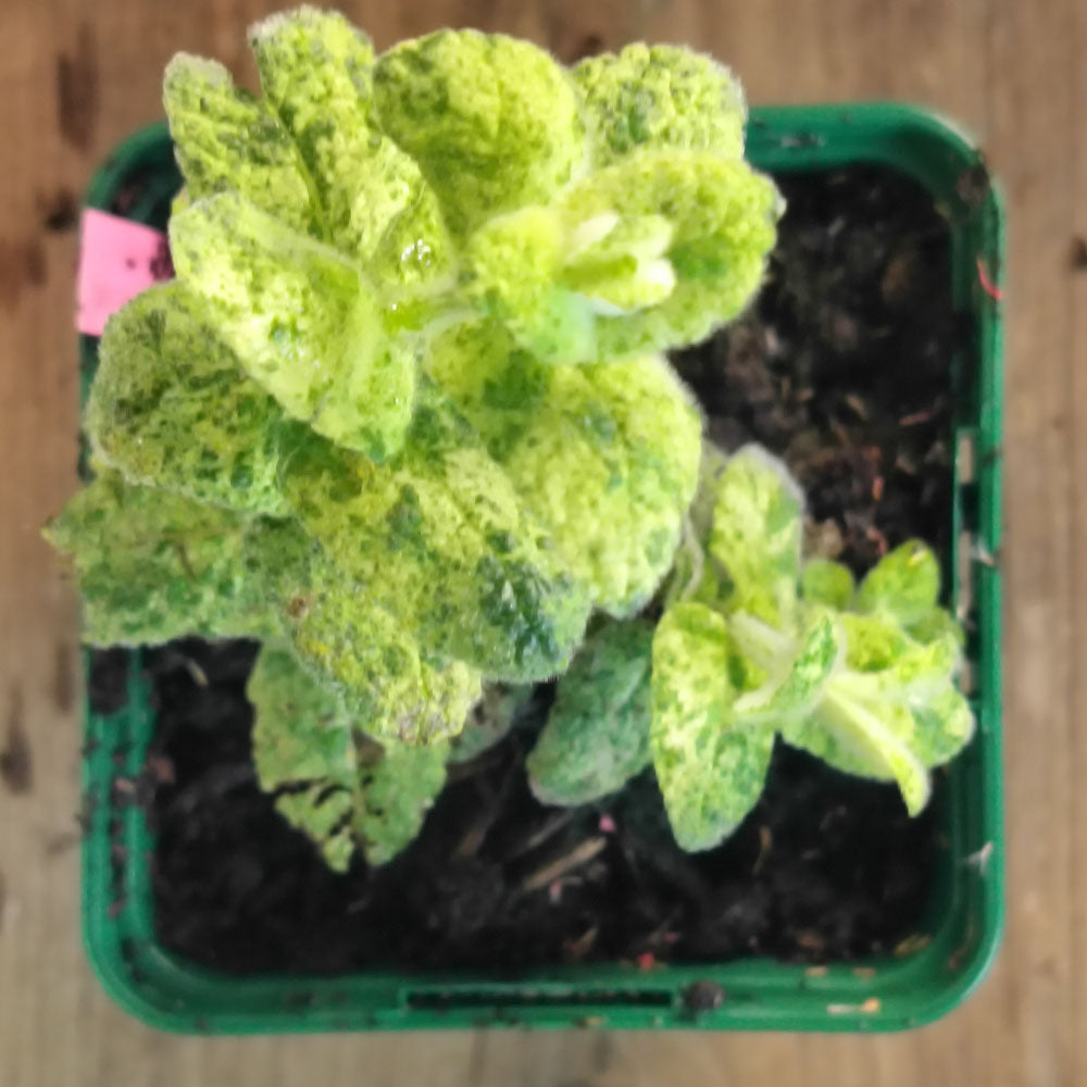 Mentha suaveolens 'Calixte' 