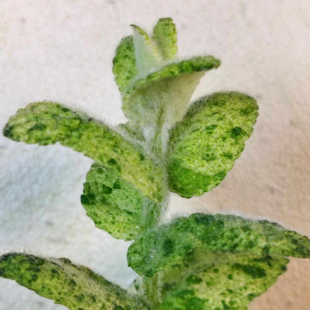 Mentha suaveolens 'Calixte' 