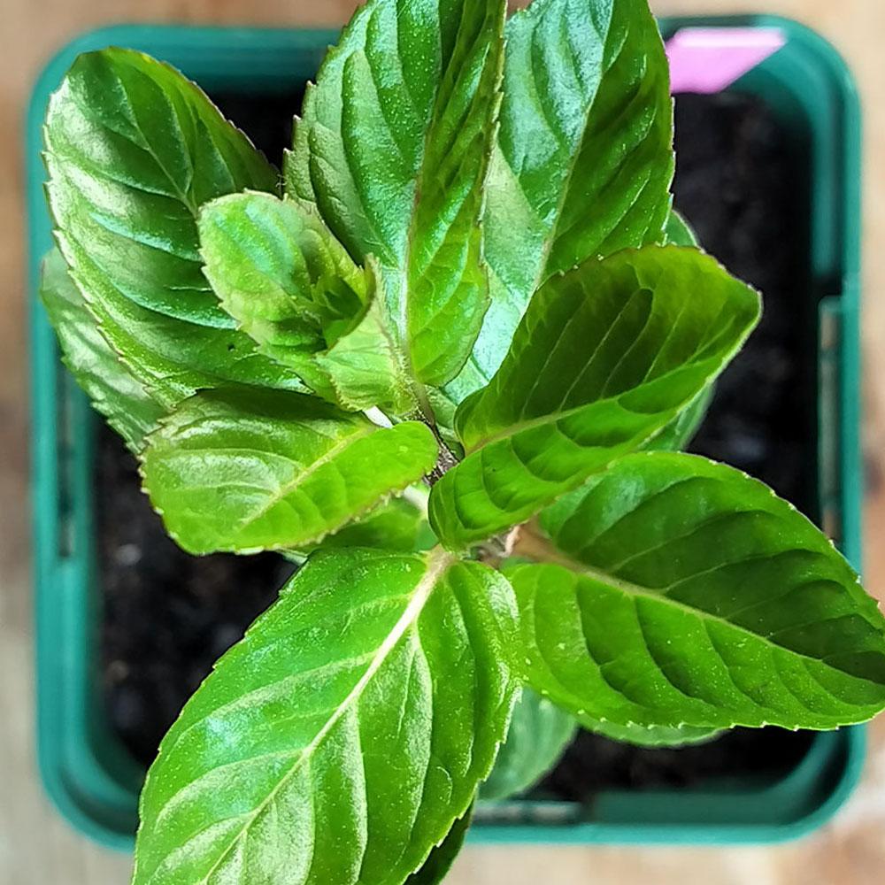 Mentha x piperita 'Chartreuse' 
