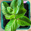 Mentha x piperita 'Chartreuse' 