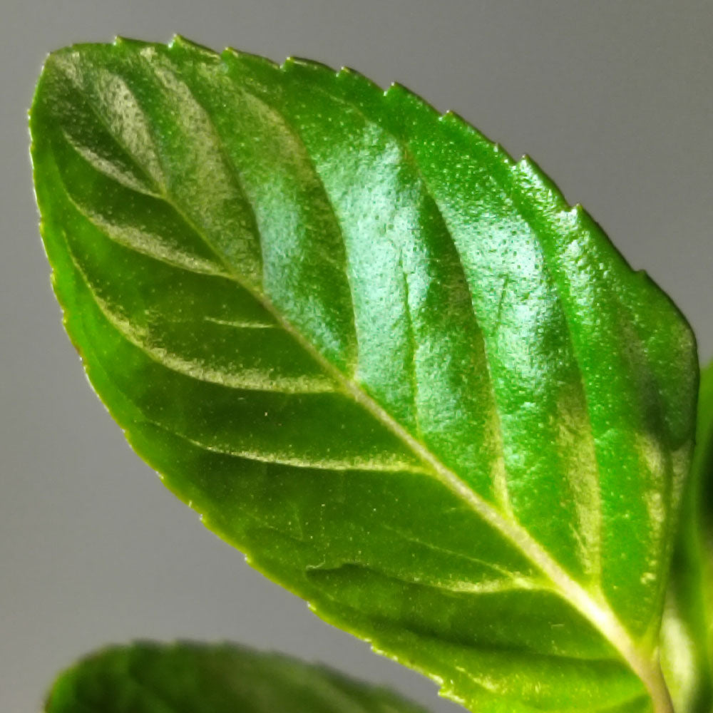 Mentha x piperita 'Chartreuse' 