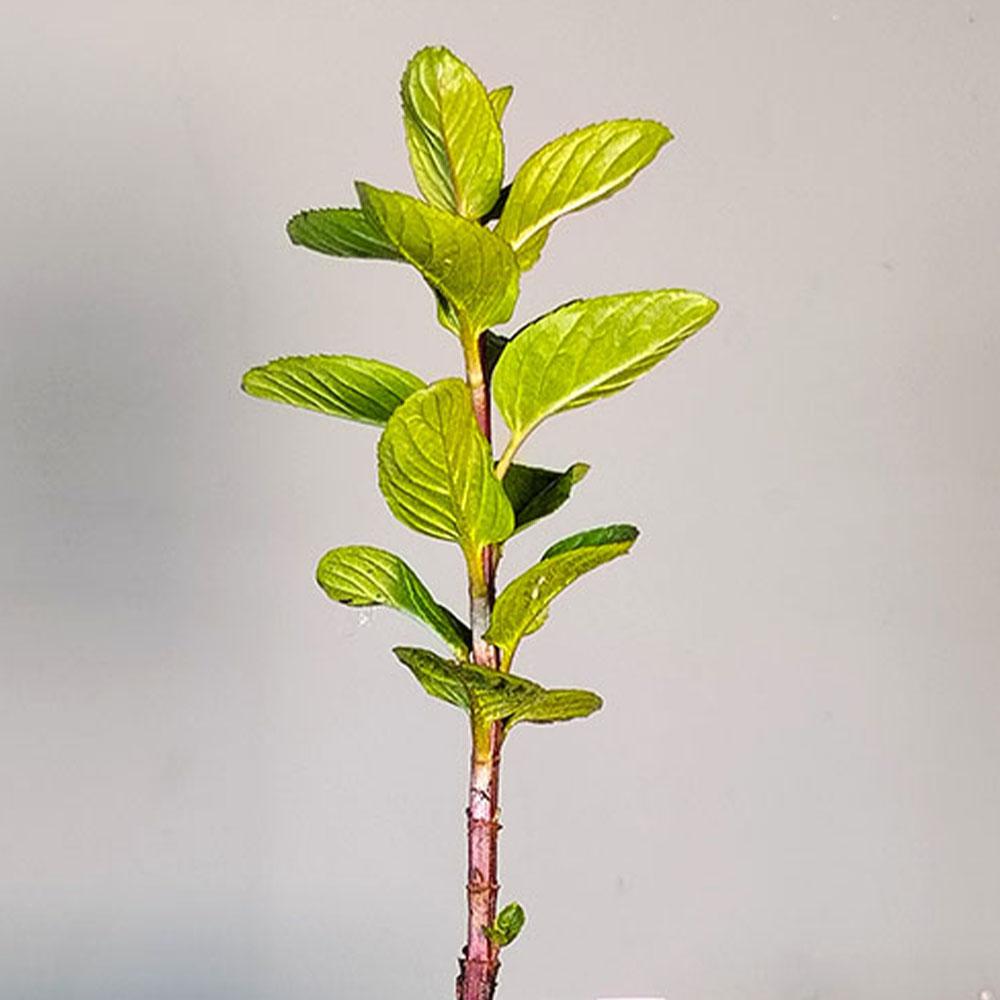 Mentha x piperita 'Chartreuse' 