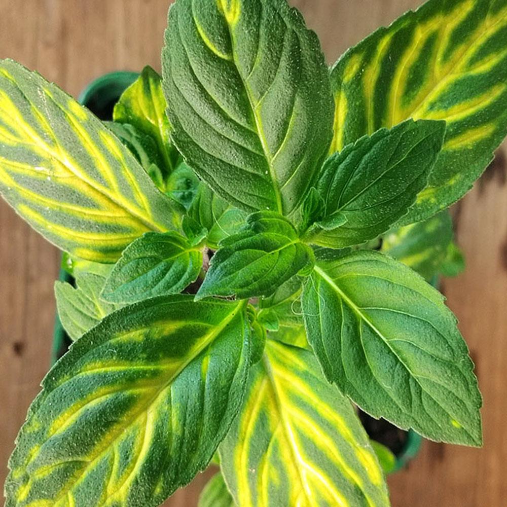 Mentha x gracilis 'Variegata' 