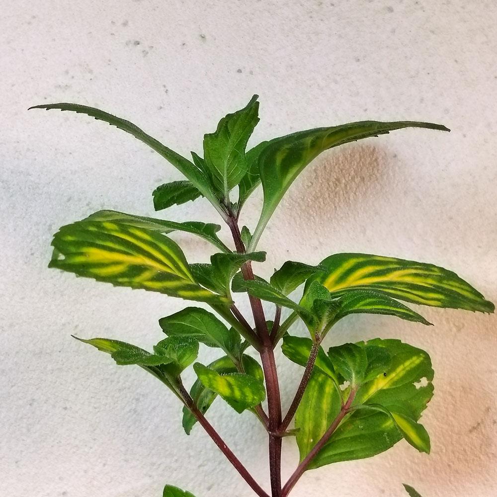 Mentha x gracilis 'Variegata' 