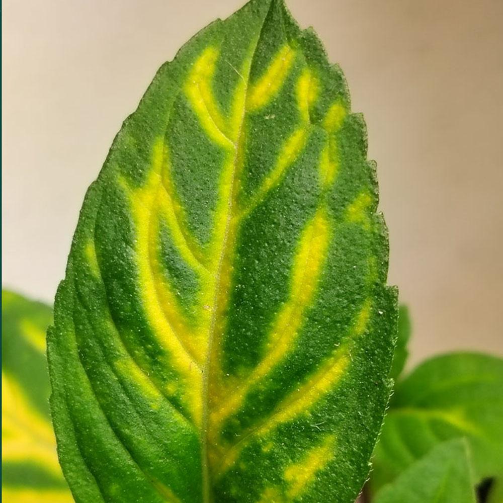 Mentha x gracilis 'Variegata' 