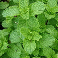 Mentha x piperita