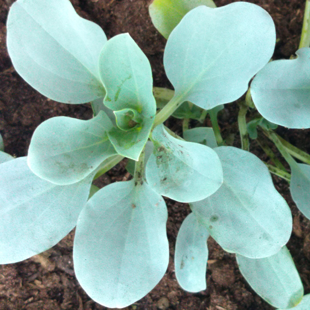 Mertensia maritima 