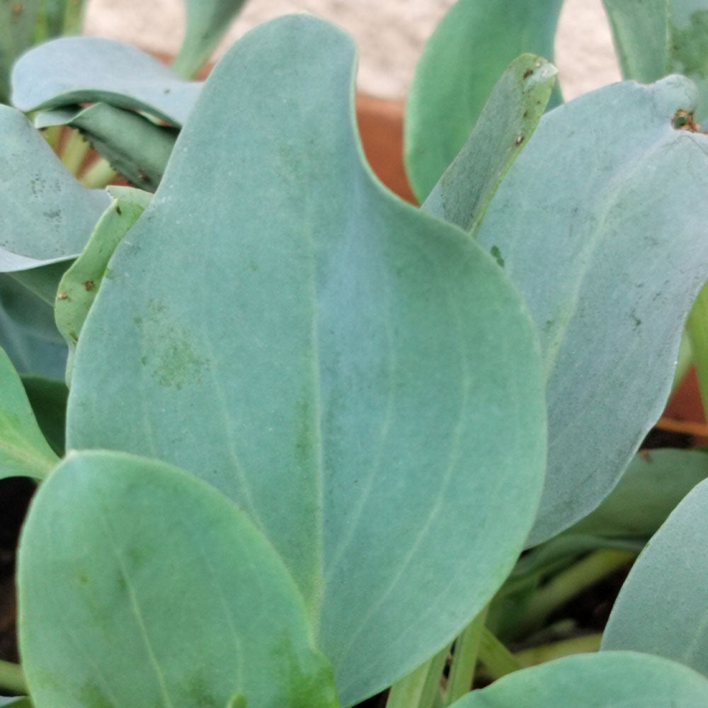 Mertensia maritima 