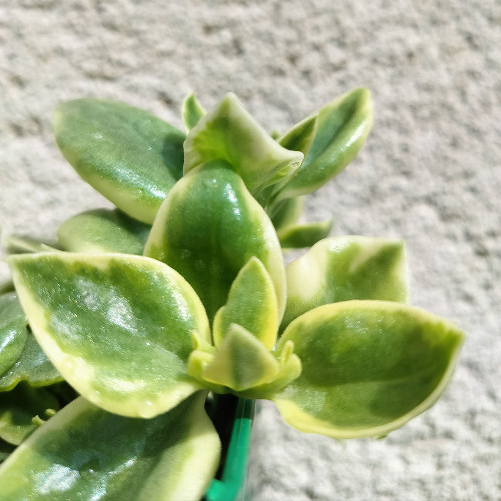 Aptenia cordifolia Variegata