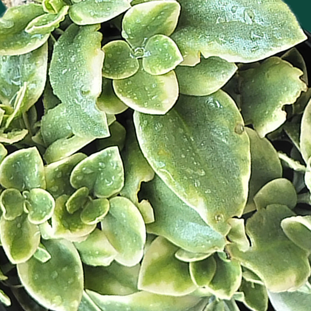 succulent plant with white spots Aptenia cordifolia 'Variegata' – couvre-sol succulent panaché – plant  d'Avenir