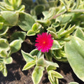 Aptenia cordifolia Variegata