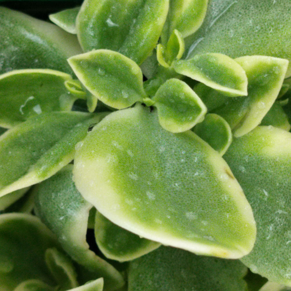 Aptenia cordifolia Variegata