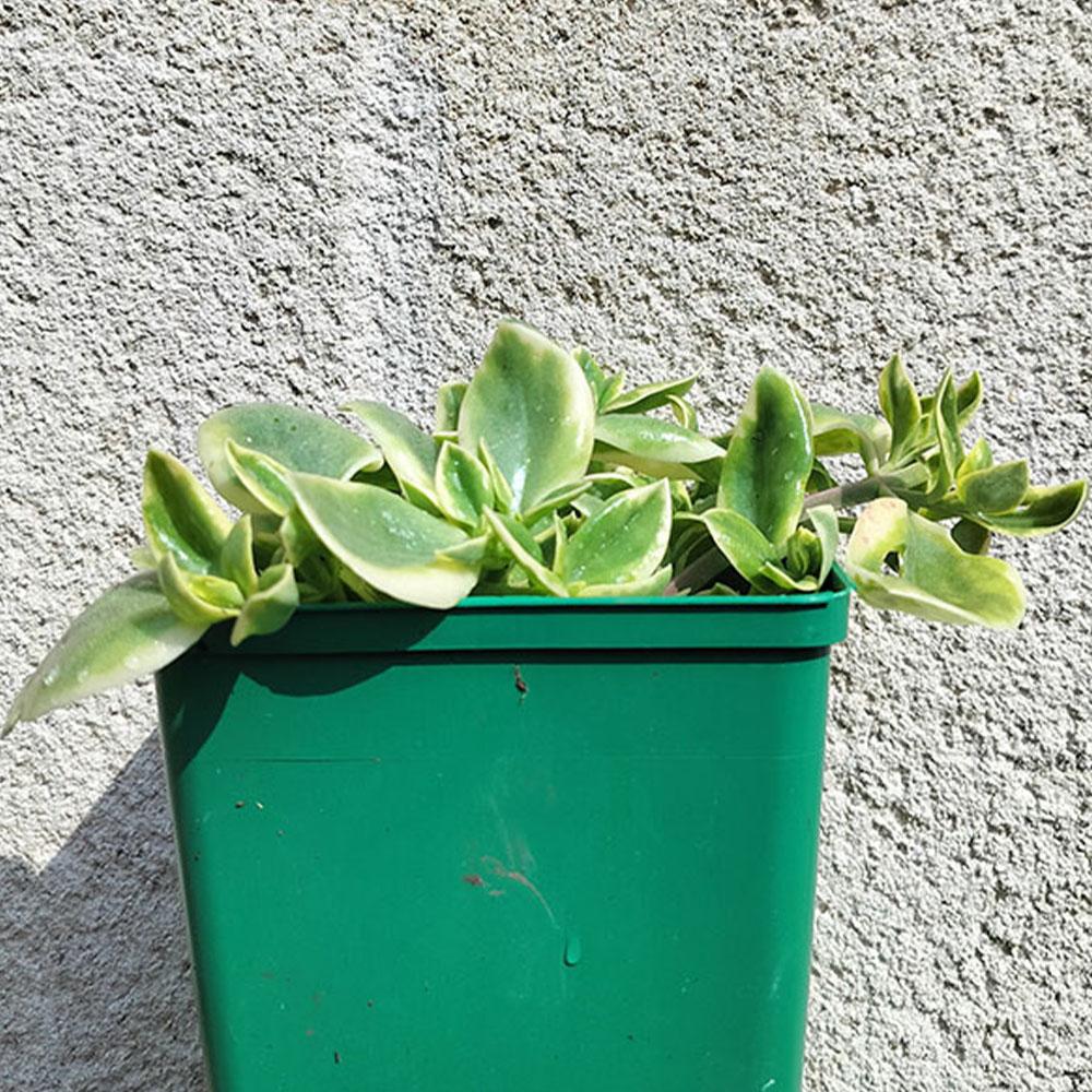 Aptenia cordifolia Variegata