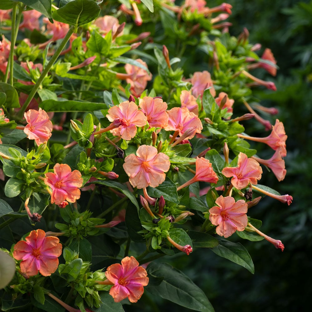 Mirabilis jalapa 'Saumon Sunset' - Belle de Nuit Unique