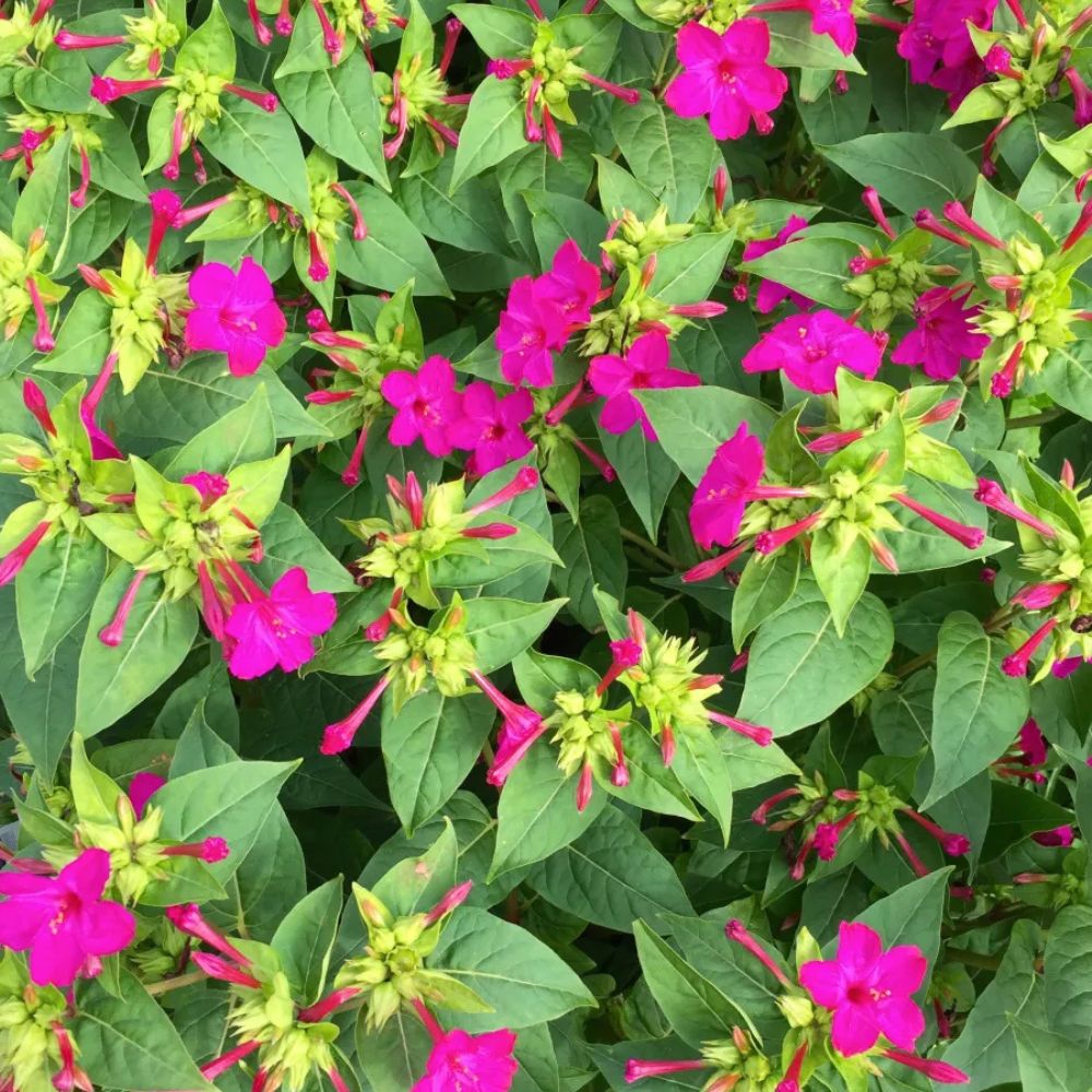 Mirabilis jalapa