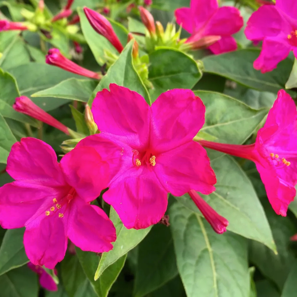 Mirabilis jalapa