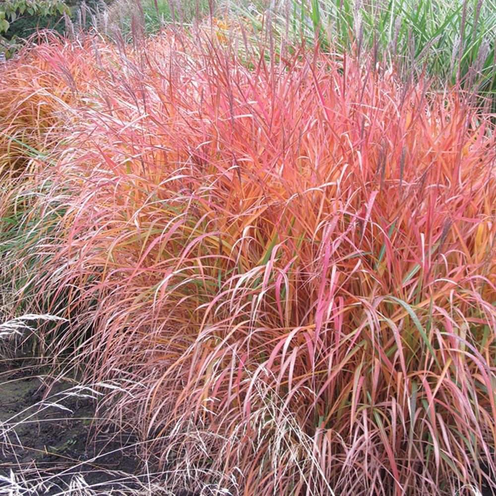 Miscanthus sinensis Purpurascens 