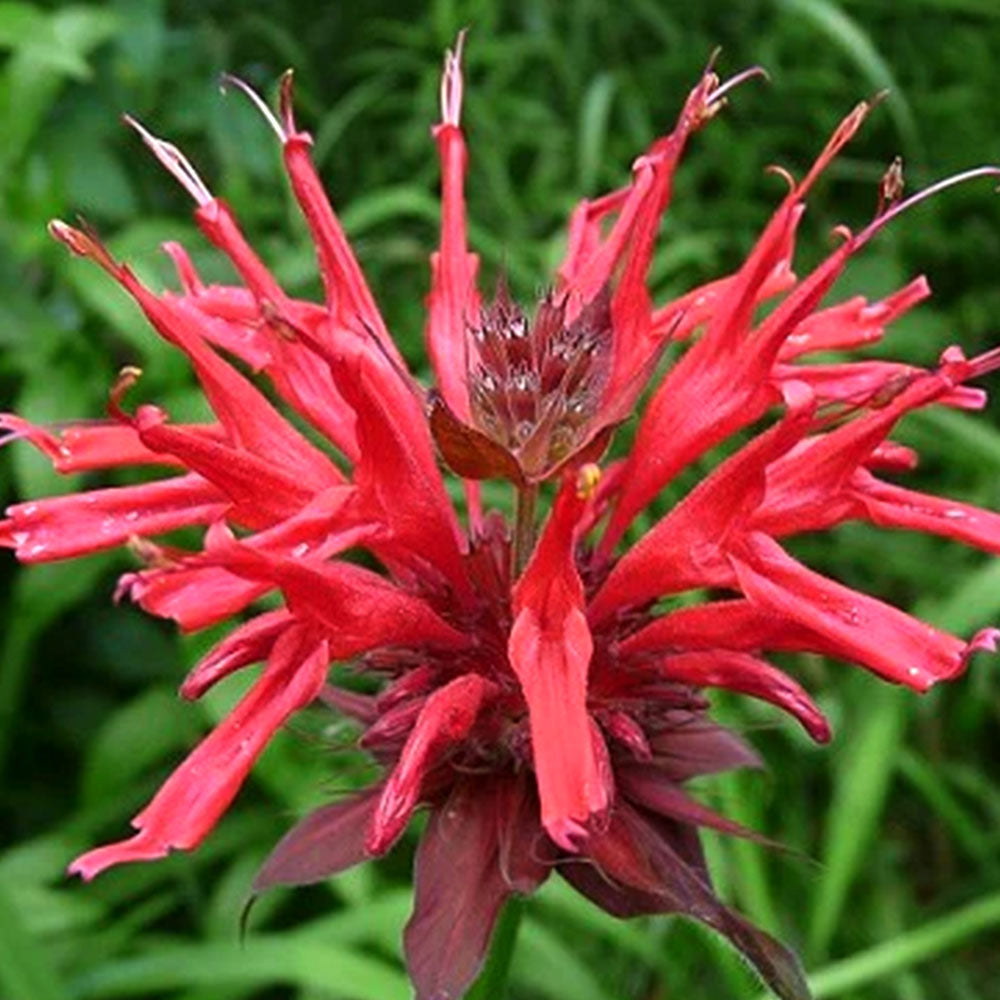 Monarde didyme 