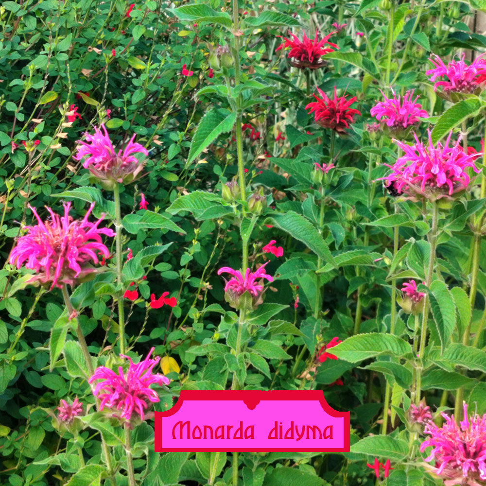 Monarde didyme 