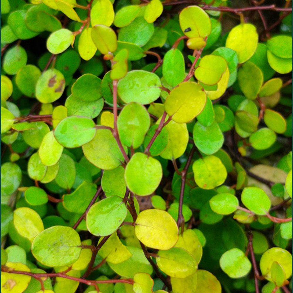 Muehlenbeckia complexa 'Golden Girl'