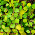 Muehlenbeckia complexa 'Golden Girl'